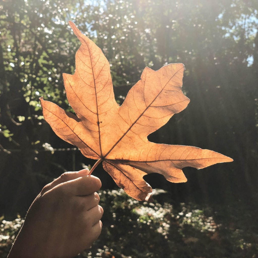 Orange fall leaf 